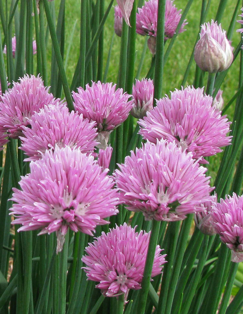 Allium Rising Star - 3.5"