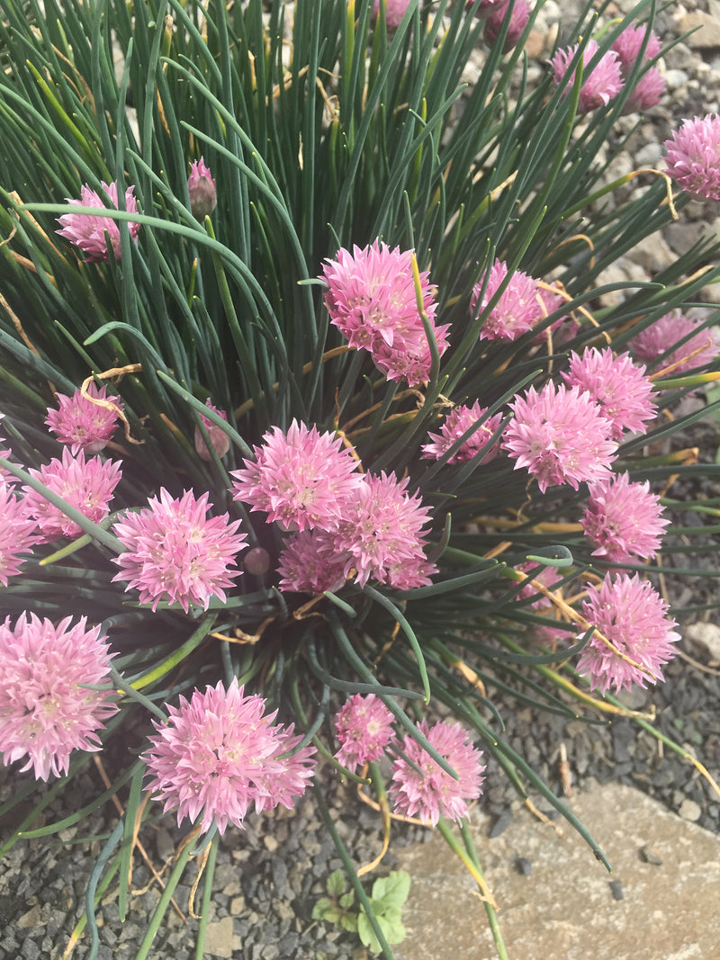 Allium Rising Star - 3.5"