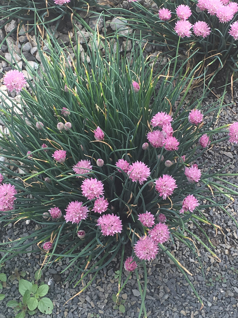 Allium Rising Star - 3.5"