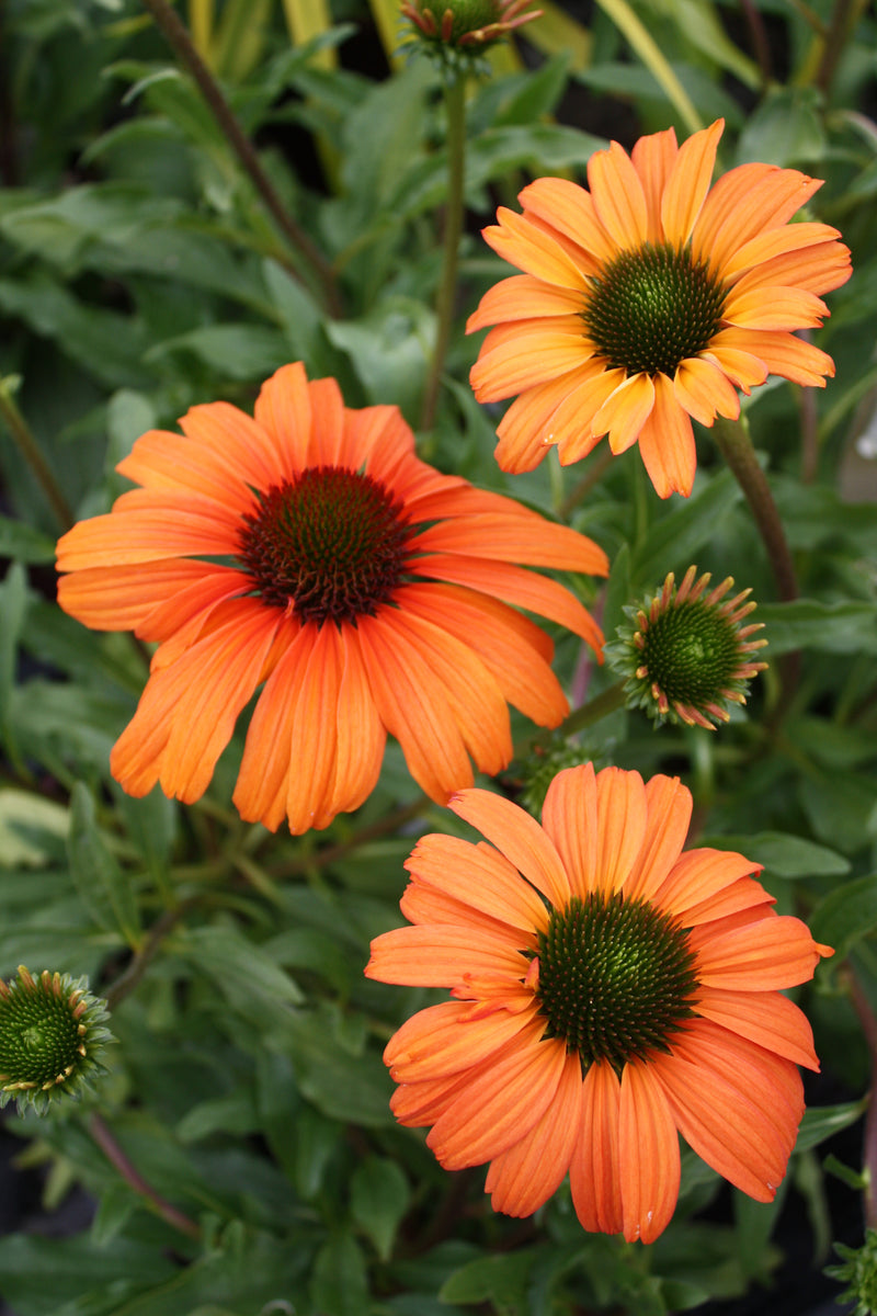 Echinacea Tangerine Dream - 1 Gallon