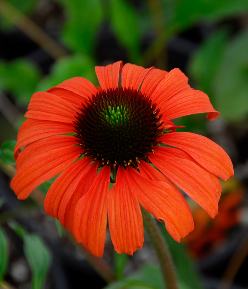 Echinacea Tangerine Dream - 1 Gallon