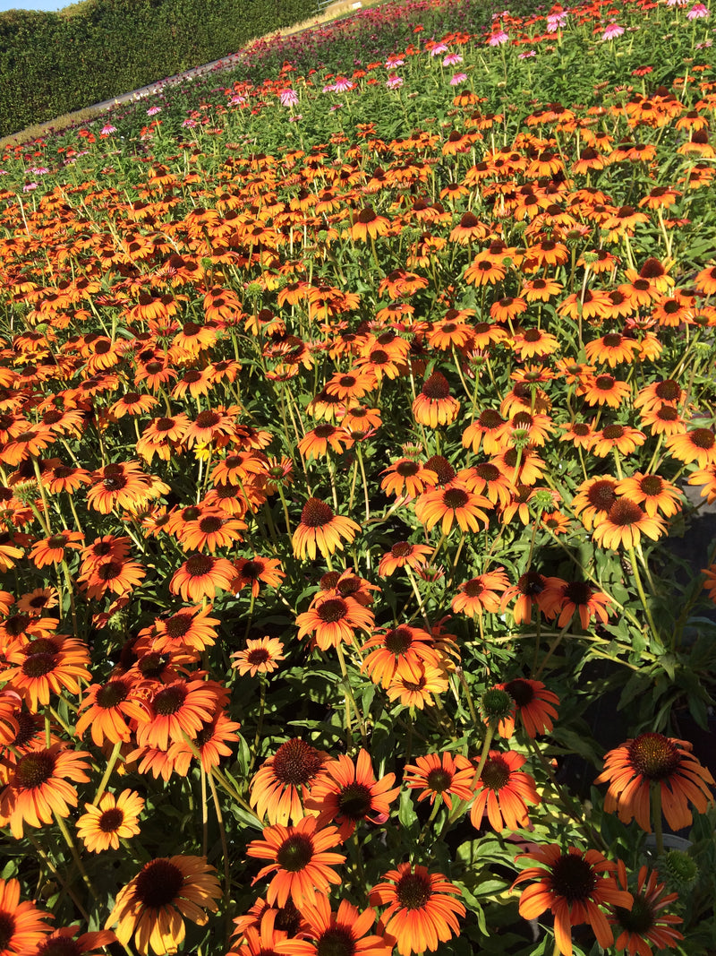 Echinacea Tangerine Dream - 1 Gallon