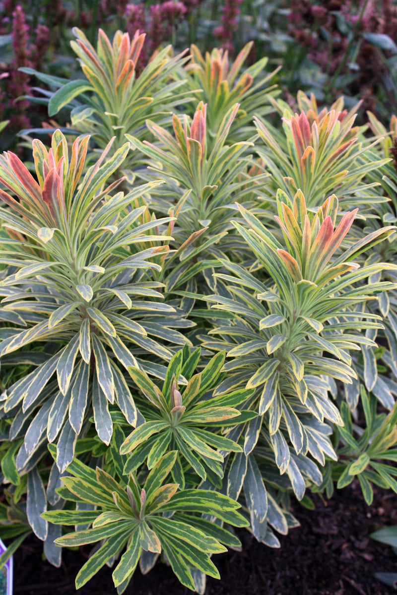 Euphorbia Ascot Rainbow - 1 Gallon