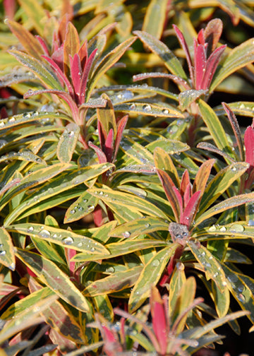 Euphorbia Ascot Rainbow - 1 Gallon
