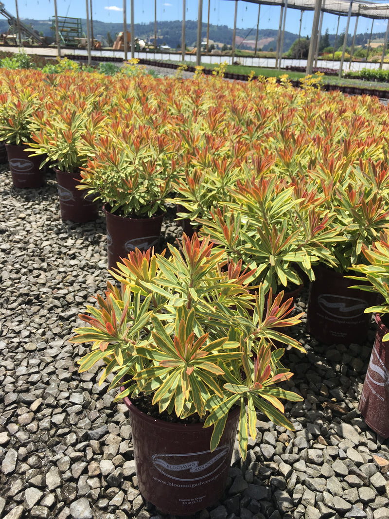Euphorbia Ascot Rainbow - 1 Gallon