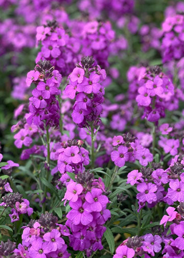 Erysimum (Wall Flower) Poem Lilac - 1 Gallon
