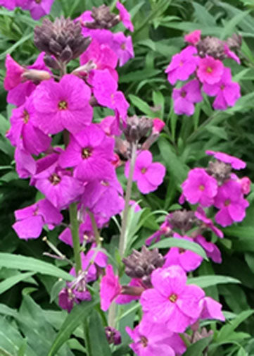 Erysimum (Wall Flower) Poem Lilac - 1 Gallon