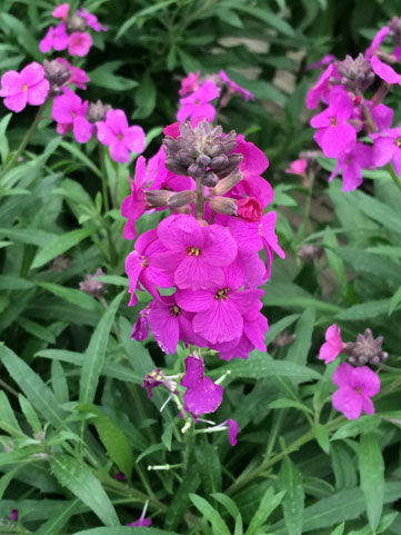 Erysimum (Wall Flower) Poem Lilac - 1 Gallon