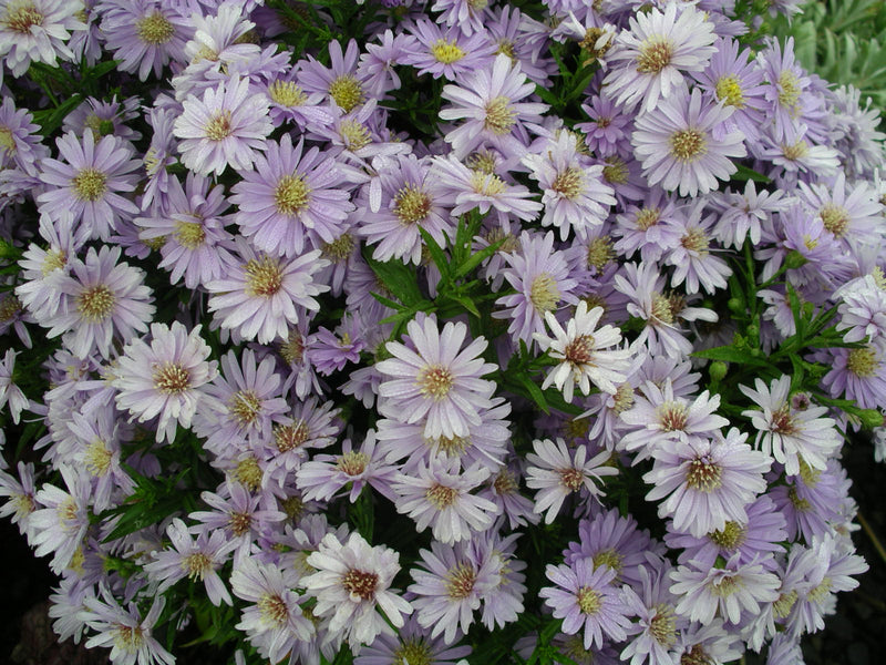Aster Kickin Lavender - Quart
