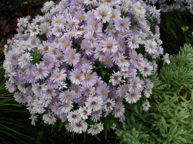 Aster Kickin Lavender - Quart
