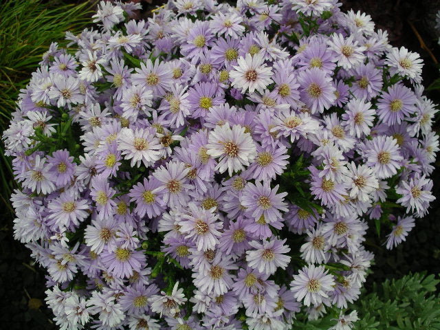Aster Kickin Lavender - Quart