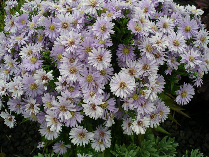 Aster Kickin Lavender - Quart