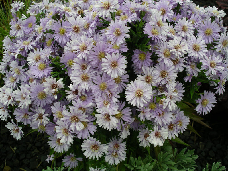 Aster Kickin Lavender - Quart