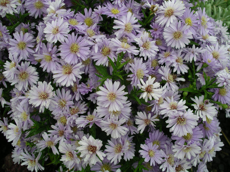 Aster Kickin Lavender - Quart