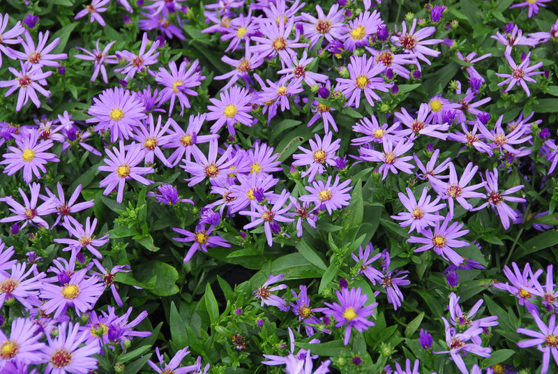 Aster Kickin Purple - 1 Gallon