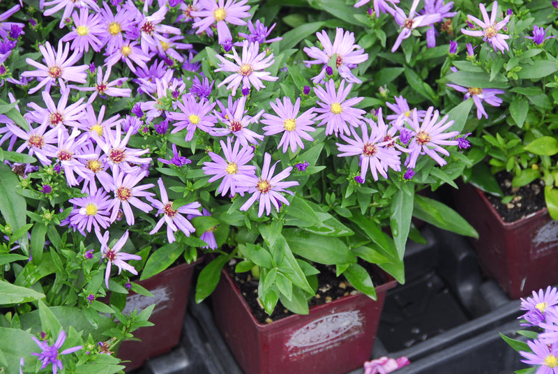 Aster Kickin Purple - 1 Gallon