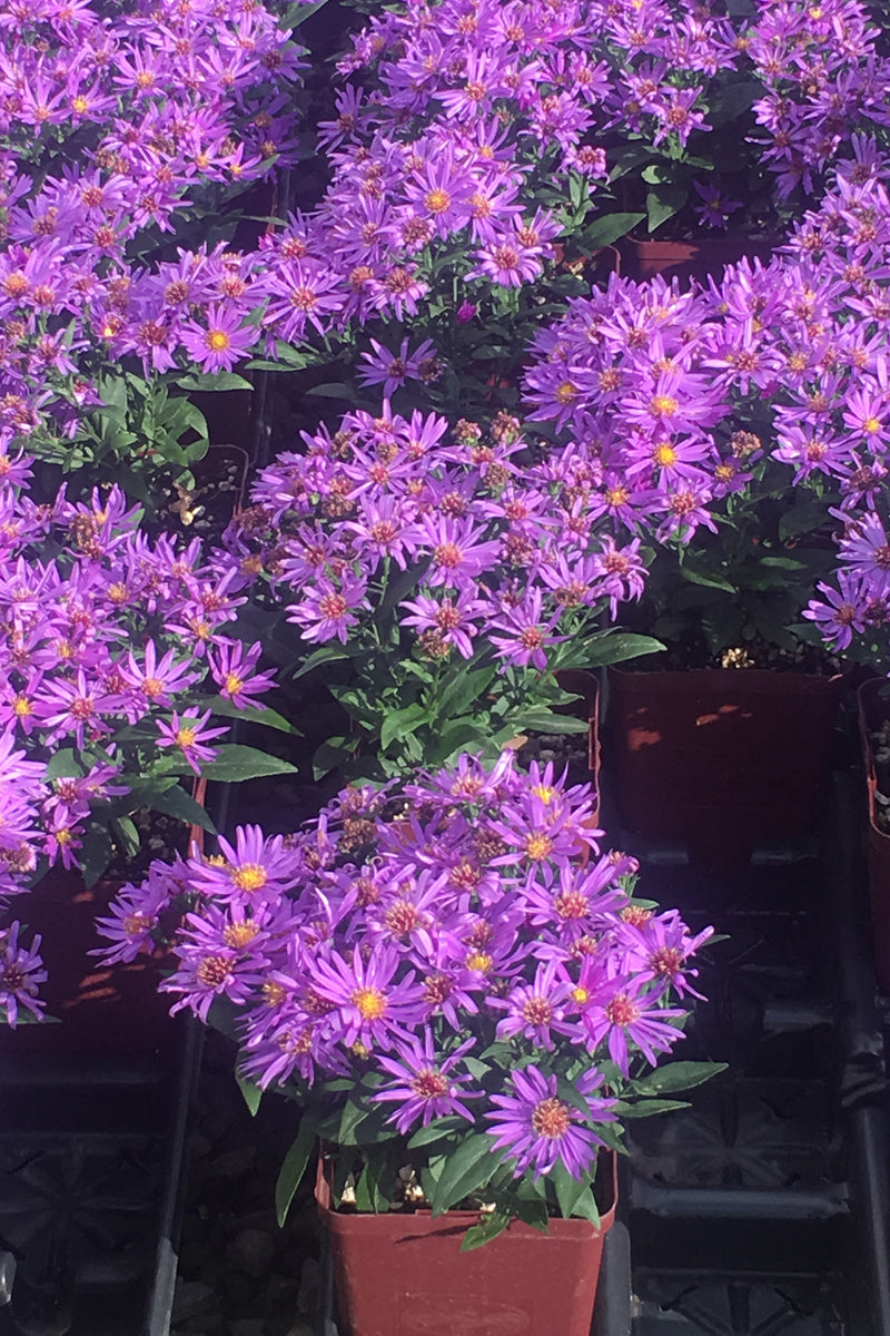 Aster Kickin Purple - 1 Gallon