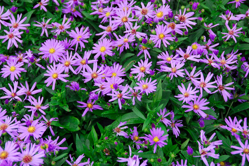 Aster Kickin Purple - 1 Gallon