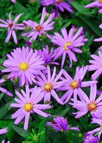 Aster Kickin Purple - 1 Gallon