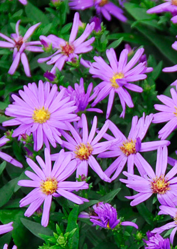 Aster Kickin Purple - 1 Gallon