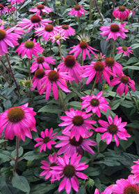 Echinacea Pow Wow Wild Berry - 1 Gallon