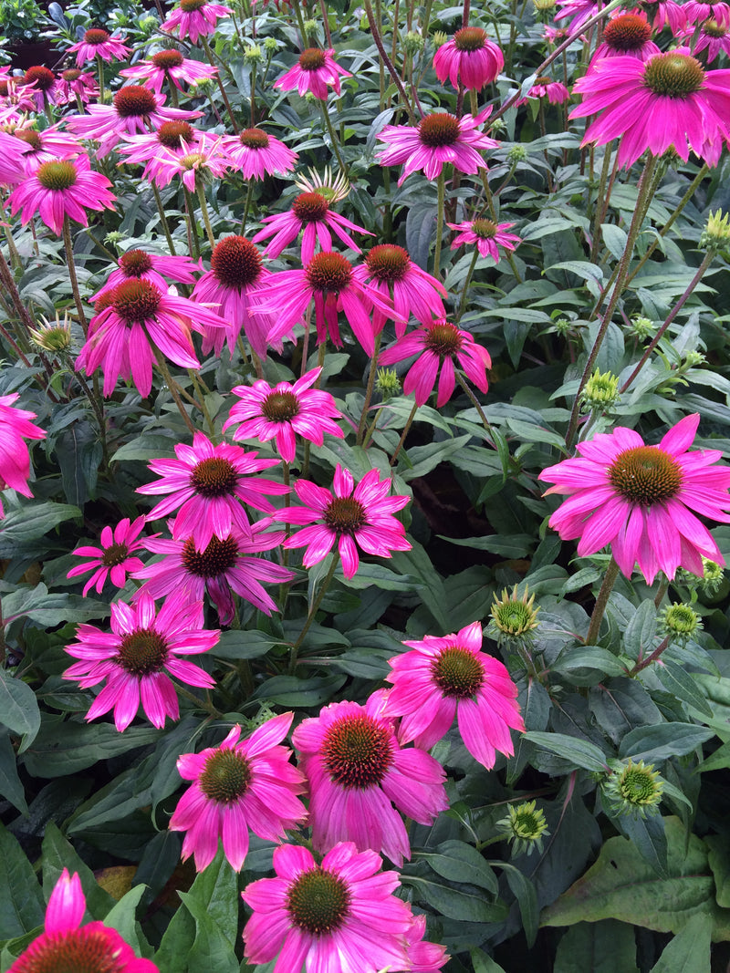 Echinacea Pow Wow Wild Berry - 1 Gallon
