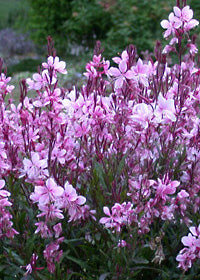 Gaura Pink Lady - 1 Gallon