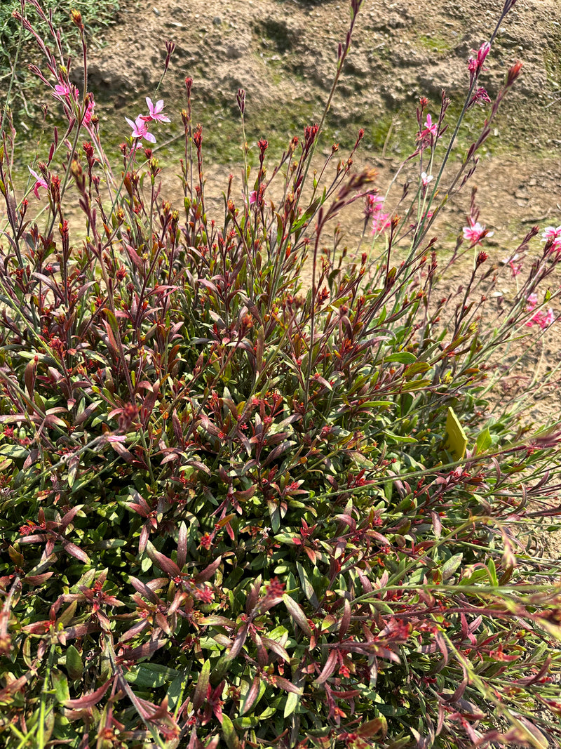 Gaura Pink Lady - 1 Gallon