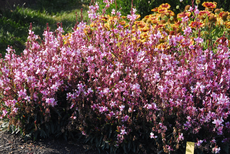 Gaura Pink Lady - 1 Gallon