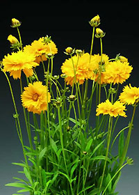 Coreopsis Santa Fe - 3.5"