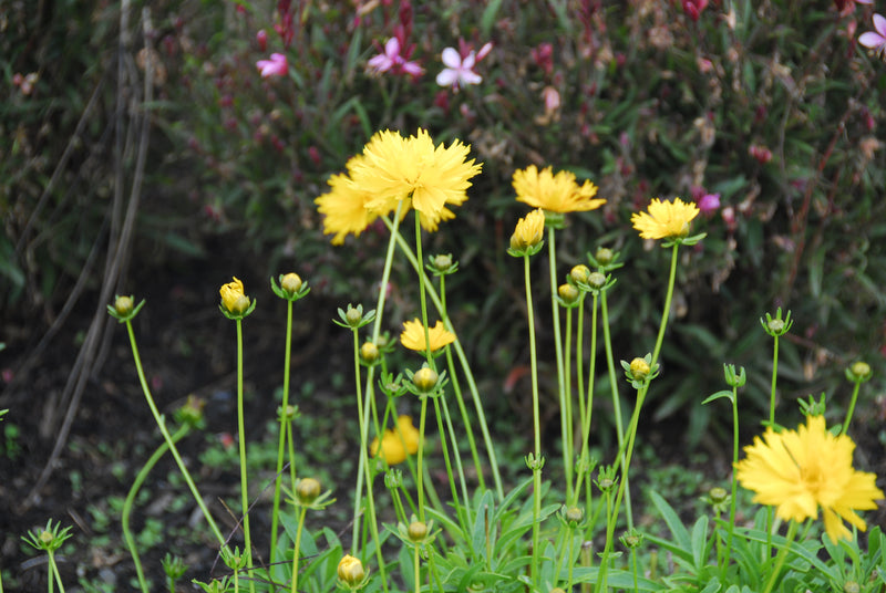 Coreopsis Santa Fe - 3.5"