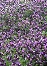 Lavender Winter Bee - 1 Gallon