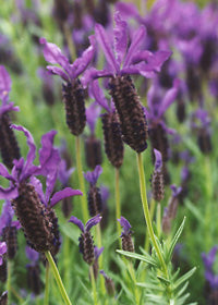 Lavender Winter Bee - 1 Gallon