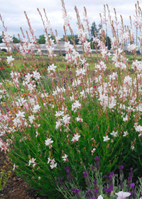 Gaura Belleza White Evolution - 1 Gallon