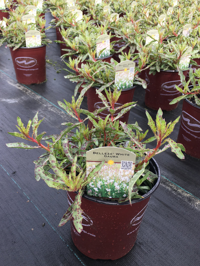Gaura Belleza White Evolution - Quart