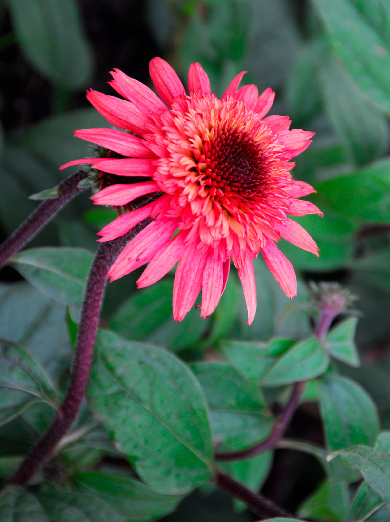 Echinacea Raspberry Truffle - 1 Gallon