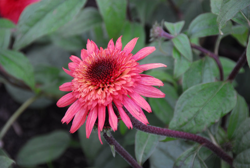 Echinacea Raspberry Truffle - 1 Gallon