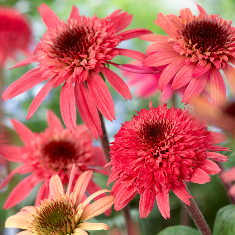 Echinacea Raspberry Truffle - 1 Gallon