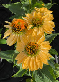 Echinacea Aloha - 1 Gallon
