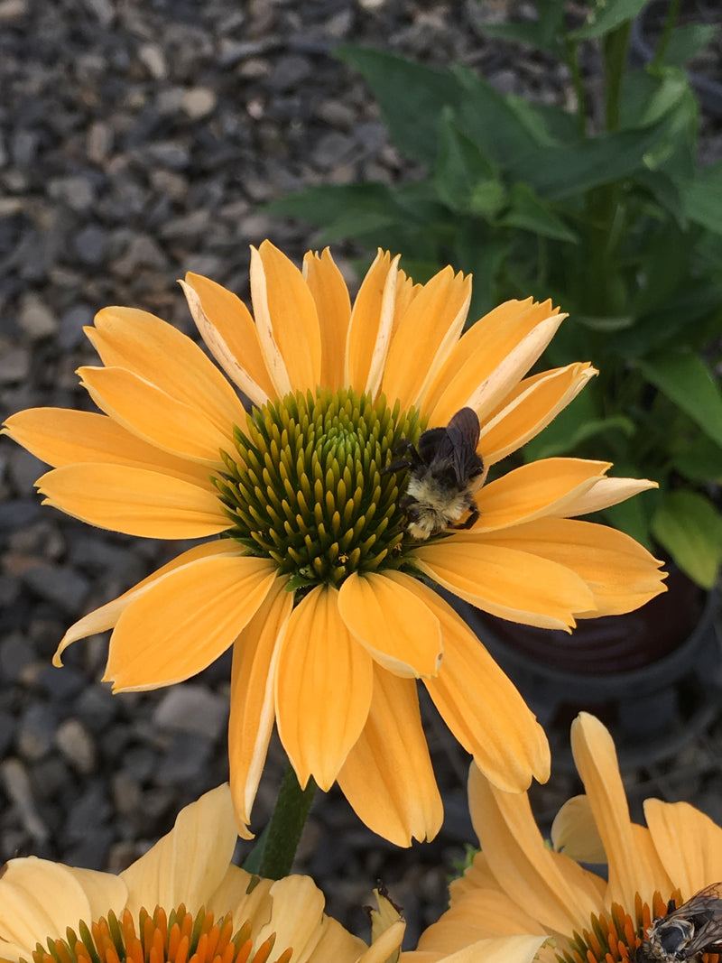 Echinacea Aloha - 1 Gallon