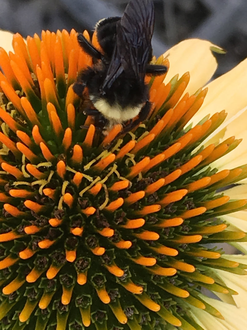 Echinacea Aloha - 1 Gallon