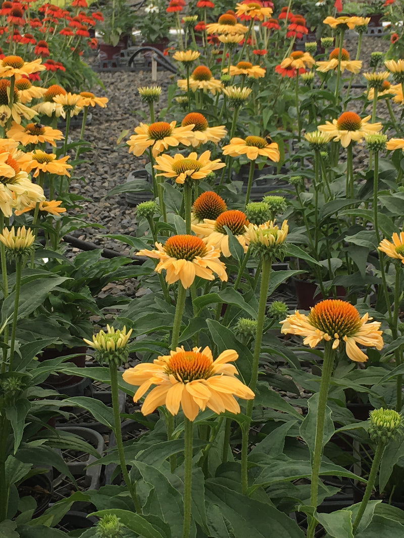 Echinacea Aloha - 1 Gallon