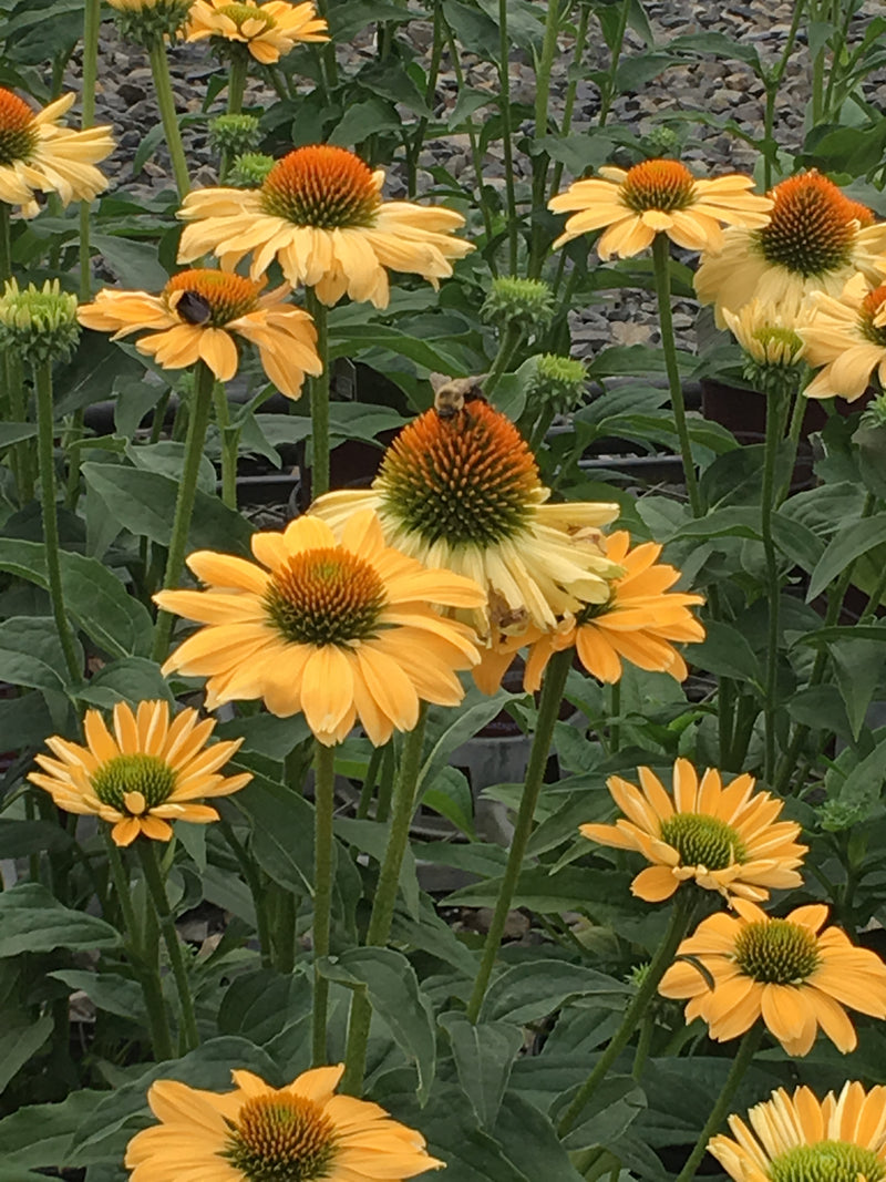 Echinacea Aloha - 1 Gallon