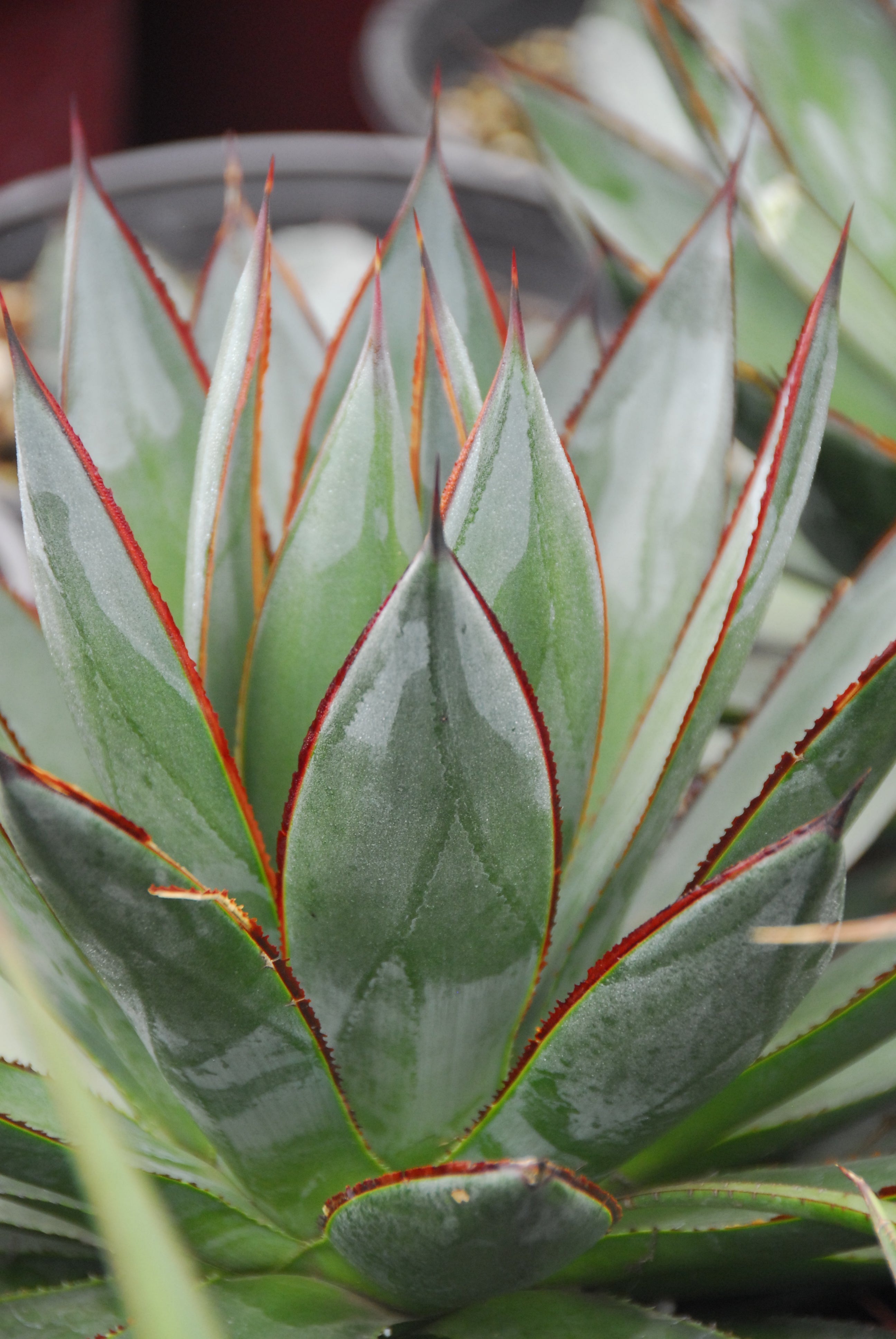 Agave Blue Glow - 1 Gallon — Blooming Junction