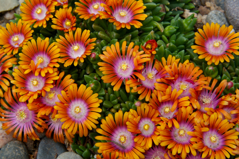 Delosperma P001S Fire Spinner - 3.5"