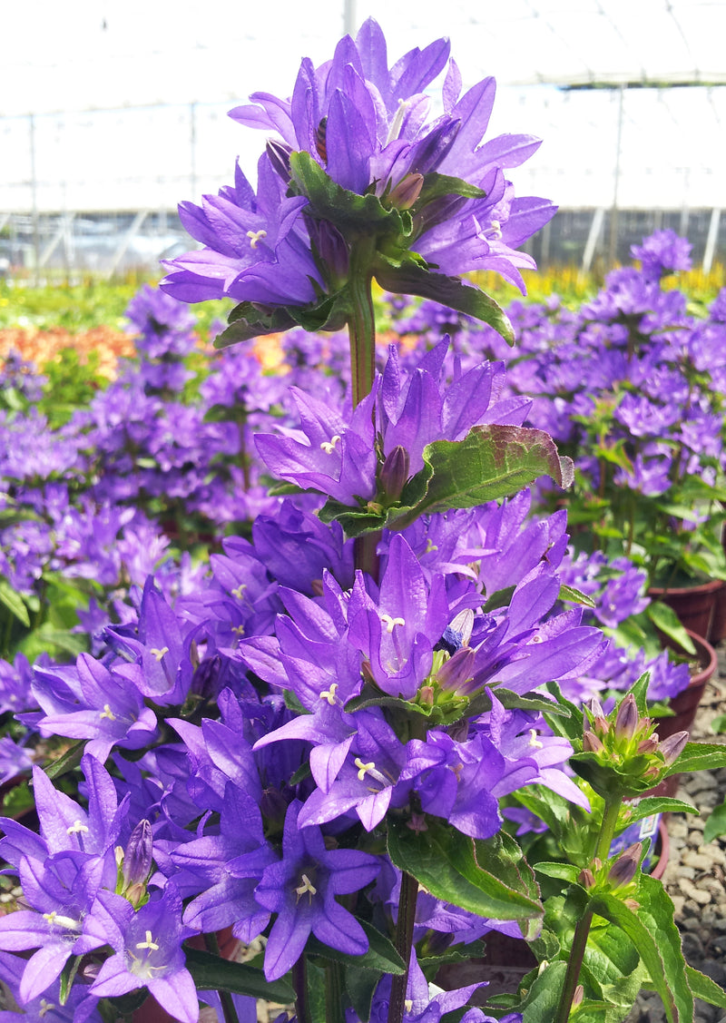 Campanula Freya - 1 Gallon