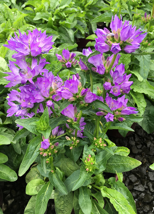 Campanula Freya - 1 Gallon