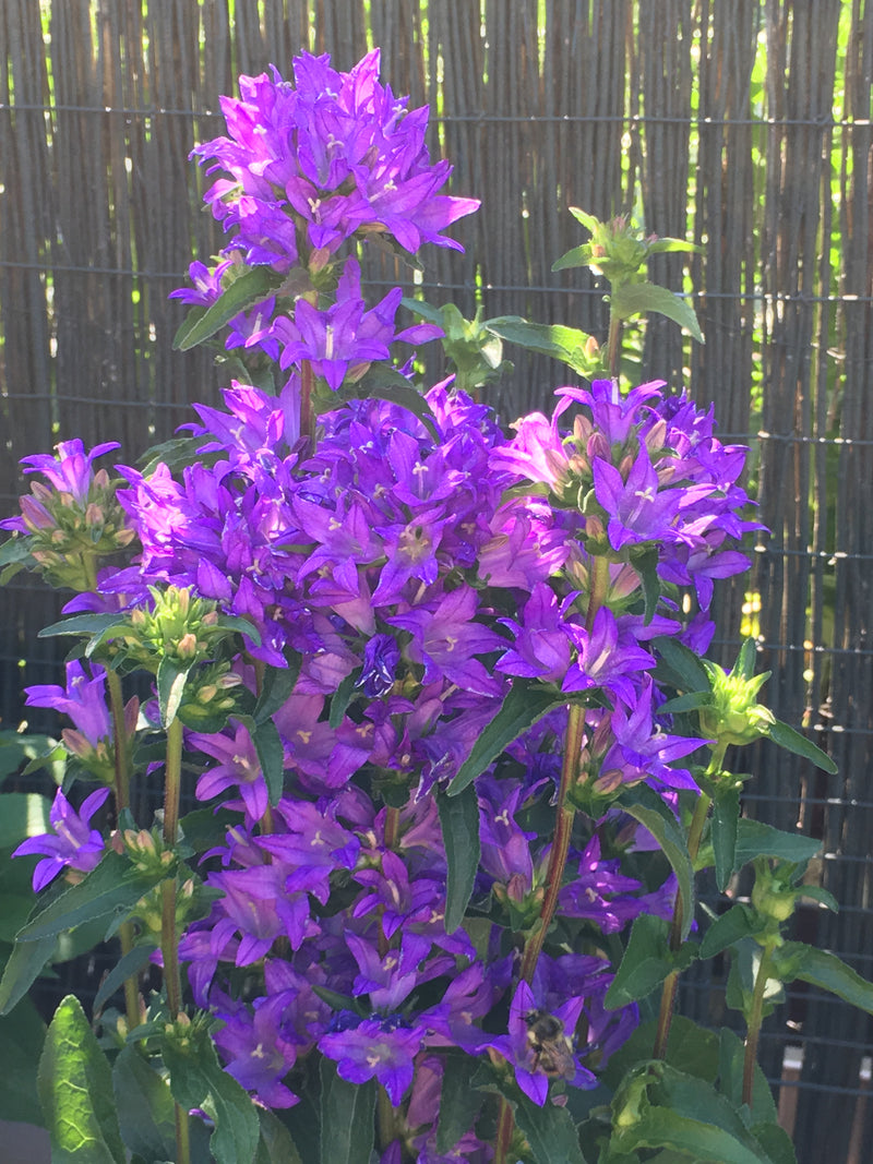Campanula Freya - 1 Gallon