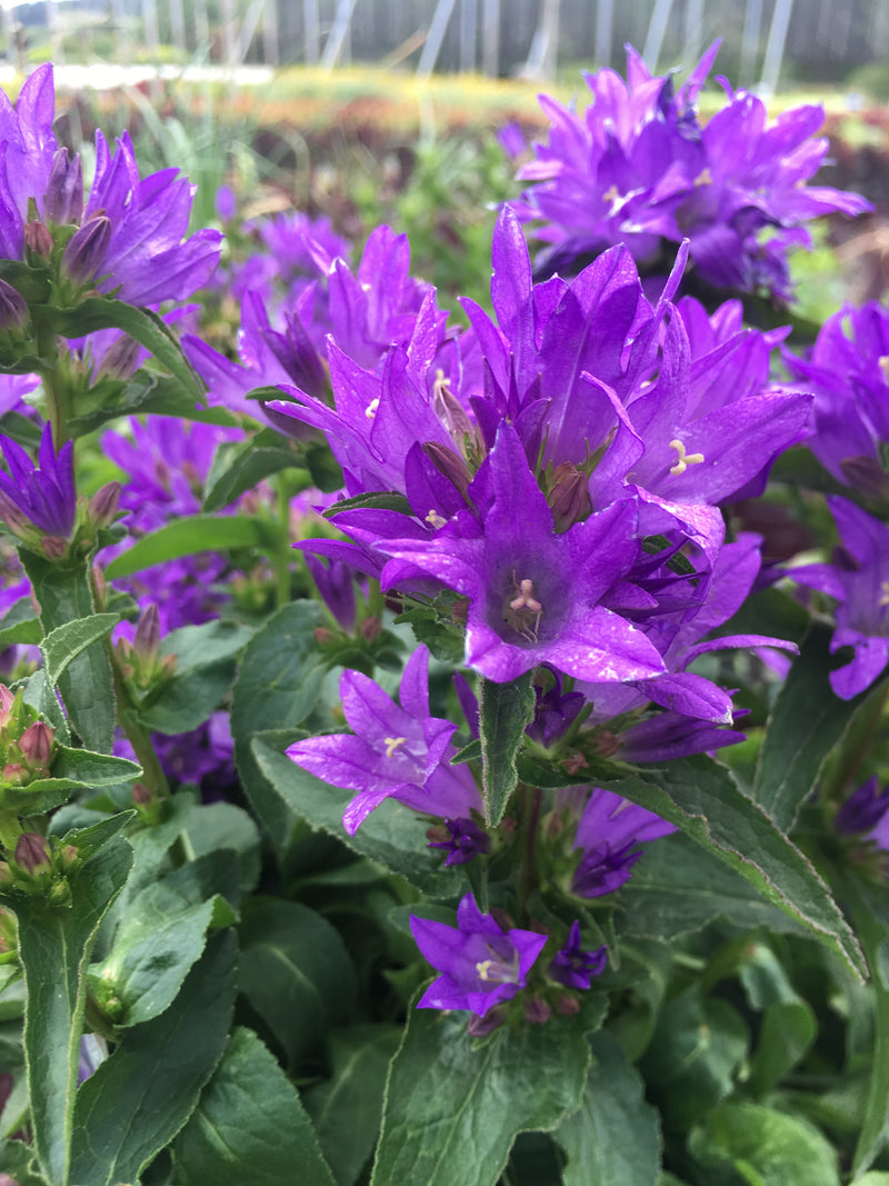 Campanula Freya - 1 Gallon