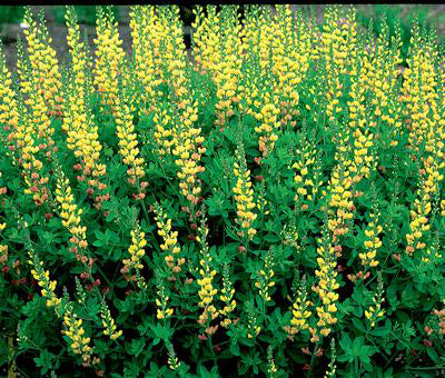 Baptisia Solar Flare - 1 Gallon